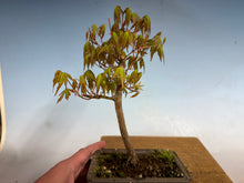 Load image into Gallery viewer, Japanese Maple 004
