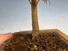 Load image into Gallery viewer, Zelkova, Japanese Grey Bark Elm 002

