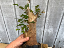 Load image into Gallery viewer, Trident Maple #42
