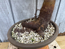 Load image into Gallery viewer, Zelkova, Japanese Grey Bark Elm #21
