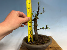Load image into Gallery viewer, Chinese Quince 005
