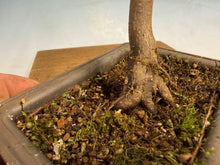 Load image into Gallery viewer, Japanese Maple 002
