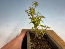 Load image into Gallery viewer, Kotohime Japanese Maple-014
