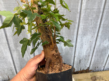 Load image into Gallery viewer, Trident Maple #44
