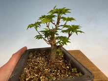 Load image into Gallery viewer, Shishigashira Japanese Maple 008

