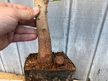 Load image into Gallery viewer, Trident Maple #23
