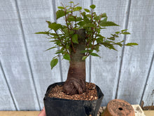 Load image into Gallery viewer, Zelkova, Japanese Grey Bark Elm #22
