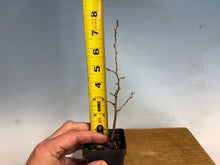 Load image into Gallery viewer, Princess Persimmon-Large
