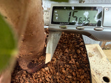Load image into Gallery viewer, Zelkova, Japanese Grey Bark Elm #16
