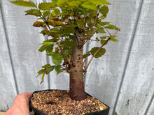 Load image into Gallery viewer, Zelkova, Japanese Grey Bark Elm #8
