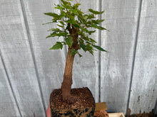 Load image into Gallery viewer, Trident Maple #37
