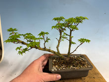 Load image into Gallery viewer, Shishigashira Japanese Maple 011
