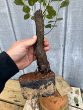 Load image into Gallery viewer, Chinese Quince #8
