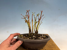 Load image into Gallery viewer, Japanese Maple Clump 001-11 Trees
