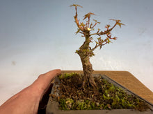 Load image into Gallery viewer, Kotohime Japanese Maple-005
