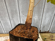 Load image into Gallery viewer, Trident Maple #25
