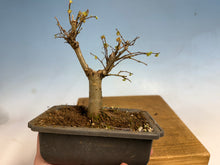 Load image into Gallery viewer, Zelkova, Japanese Grey Bark Elm 005
