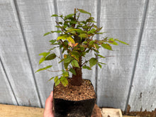 Load image into Gallery viewer, Zelkova, Japanese Grey Bark Elm #8
