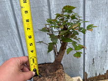 Load image into Gallery viewer, Zelkova, Japanese Grey Bark Elm #14
