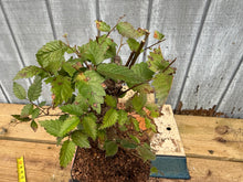 Load image into Gallery viewer, Zelkova, Japanese Grey Bark Elm #7

