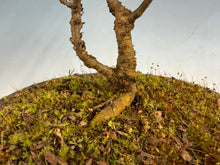 Load image into Gallery viewer, Chinese Elm var. Yatsabusa Cork Bark
