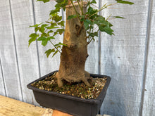 Load image into Gallery viewer, Trident Maple #49
