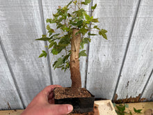 Load image into Gallery viewer, Trident Maple #34
