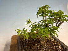 Load image into Gallery viewer, Shishigashira Japanese Maple 006
