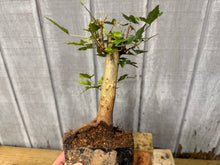 Load image into Gallery viewer, Trident Maple #13
