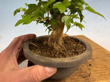 Load image into Gallery viewer, Trident Maple 020
