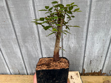 Load image into Gallery viewer, Zelkova, Japanese Grey Bark Elm #6
