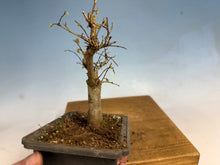 Load image into Gallery viewer, Zelkova, Japanese Grey Bark Elm 005
