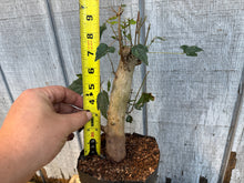 Load image into Gallery viewer, Trident Maple #6
