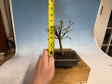 Load image into Gallery viewer, Zelkova, Japanese Grey Bark Elm 011
