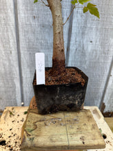 Load image into Gallery viewer, Trident Maple #25
