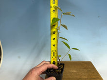 Load image into Gallery viewer, Kon-Gumi (Deciduous Eleagnus)
