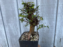 Load image into Gallery viewer, Chinese Elm #4

