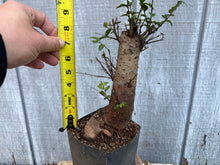 Load image into Gallery viewer, Chinese Elm #2
