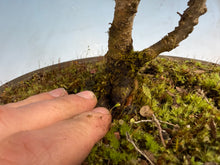 Load image into Gallery viewer, Chinese Elm var. Yatsabusa Cork Bark
