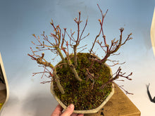 Load image into Gallery viewer, Japanese Maple Forest-Koyo pot-002
