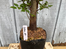 Load image into Gallery viewer, Zelkova, Japanese Grey Bark Elm #1

