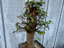 Load image into Gallery viewer, Chinese Elm #4
