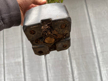 Load image into Gallery viewer, Zelkova, Japanese Grey Bark Elm #11
