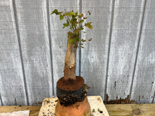 Load image into Gallery viewer, Trident Maple #26
