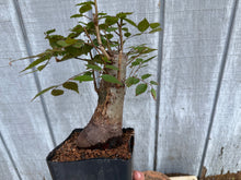Load image into Gallery viewer, Zelkova, Japanese Grey Bark Elm #19
