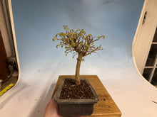 Load image into Gallery viewer, Zelkova, Japanese Grey Bark Elm 012

