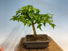 Load image into Gallery viewer, Trident Maple 024
