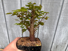 Load image into Gallery viewer, Zelkova, Japanese Grey Bark Elm #8
