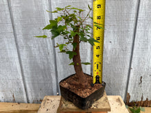 Load image into Gallery viewer, Trident Maple #31
