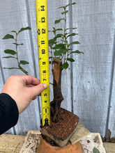 Load image into Gallery viewer, Chinese Quince #8
